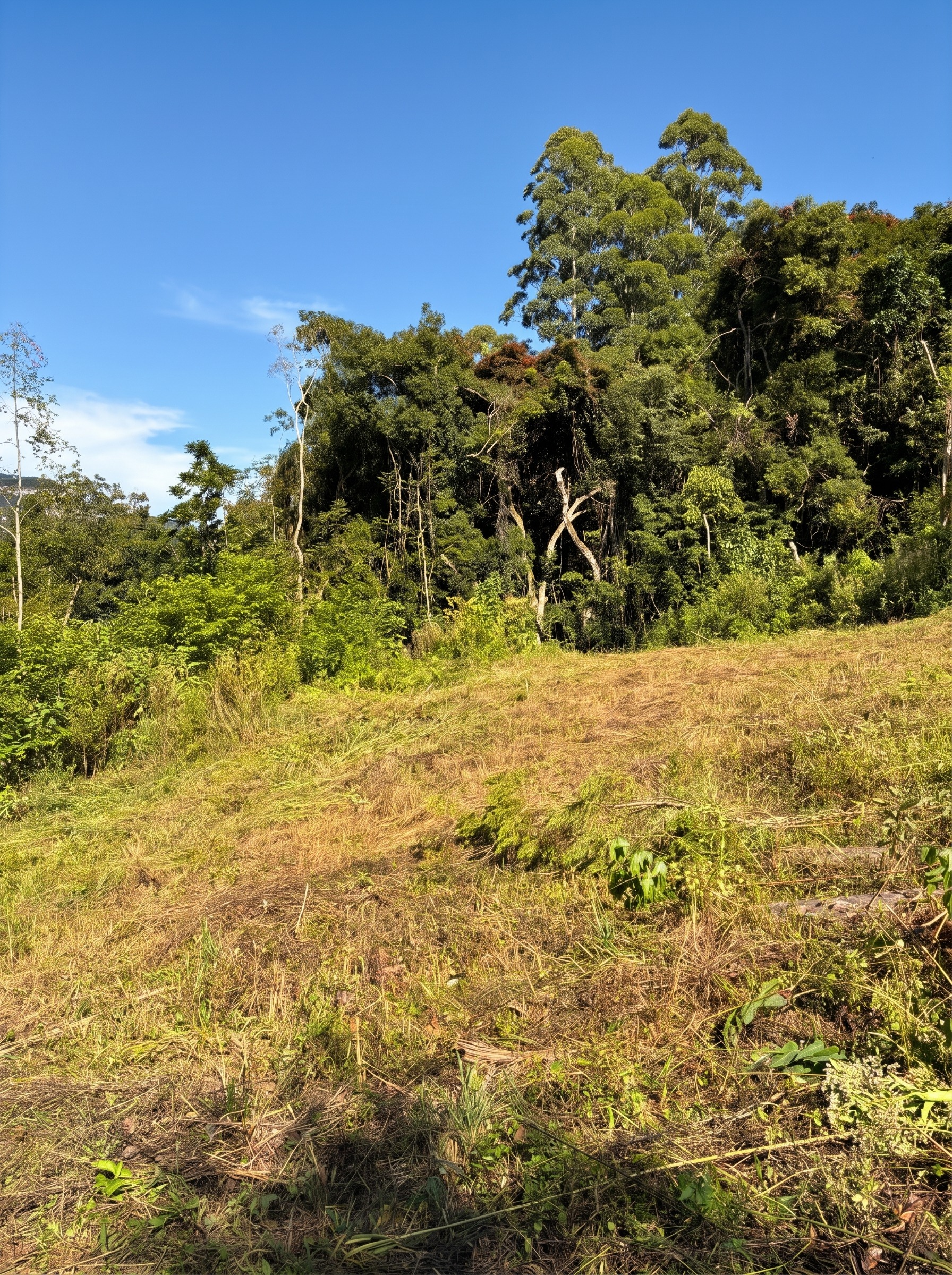 Mata atlântica preservada com céu azul