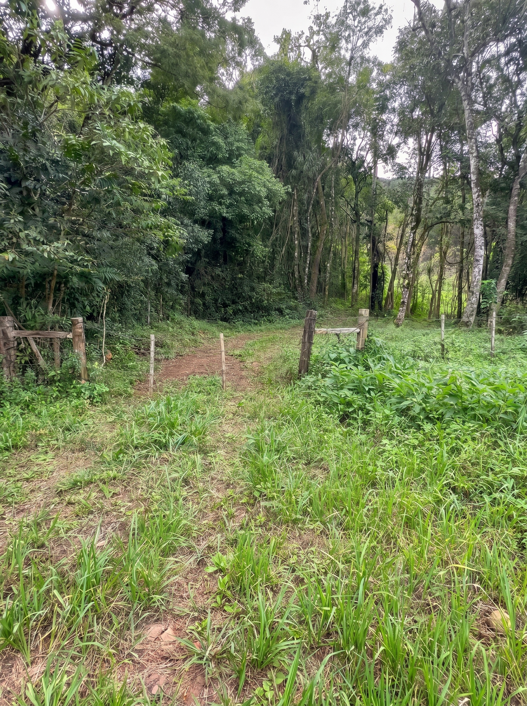 Entrada do sítio com caminho de mata nativa